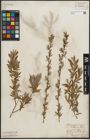 Foto von Salix purpurea L. x Salix repens L.